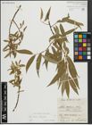 Foto von Salix alba L. x Salix fragilis L.